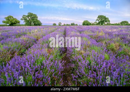Lavender in full bloom taken in Somerset, uk Stock Photo
