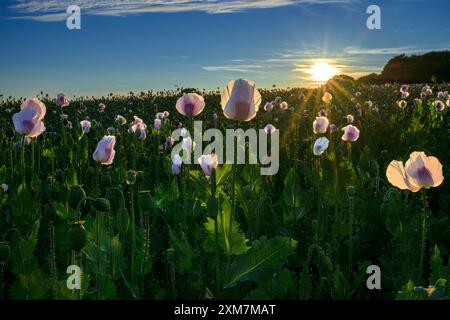 Late evening sun going down showing starburst sun effect behind a pale pink opium poppy field, full of poppy seed heads and late flowering poppies Stock Photo
