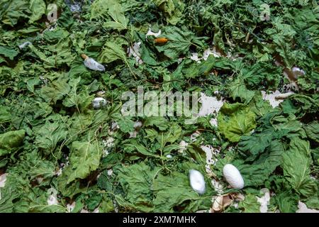 Silkworm cocoons Stock Photo