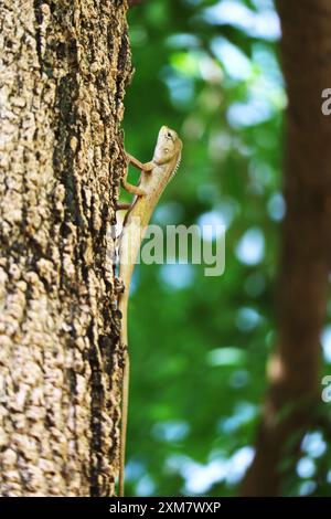 Closeup of a Brown Chameleon Calming on Tropical Tree Trunk Stock Photo