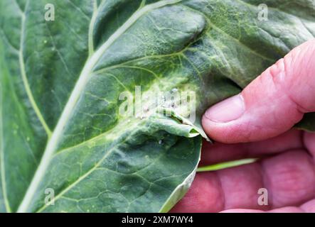 Cabbage aphids on cabbage leaves, macro. Pests and parasites on cabbage. Stock Photo