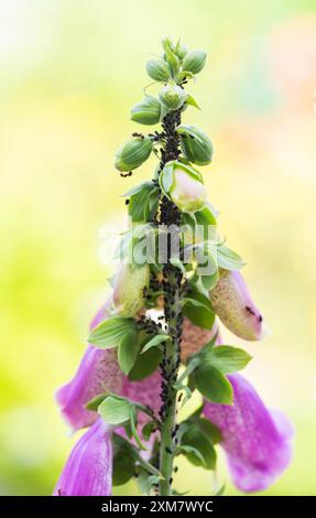 Black pest insects aphids on a flower stem, controlling parasites on flowers. Stock Photo