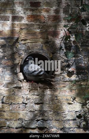 Pidgeon sat in a pipe Stock Photo