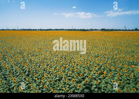 Vast field of sunflowers under a bright blue sky in summer sunshine ...