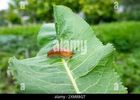 slug, arion vulgaris eating a lettuce leaf in the garden, snails damage leaves in the vegetable patch, pest on home-grown vegetables Stock Photo