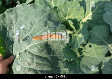 A brown slug is crawling on a large green leaf of cabbage in a garden. The slug is in the center of the leaf. The leaf has a large hole in it. The bac Stock Photo