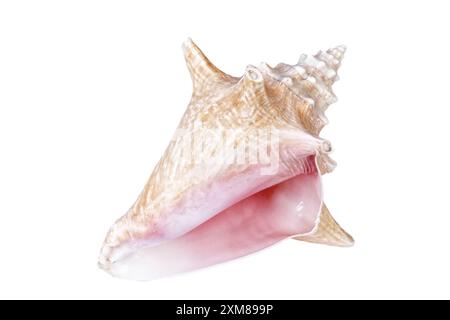 Conch sea shell close up isolated on white background Stock Photo