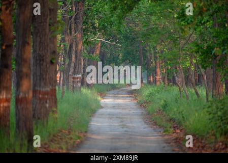 Path inside the deep forest. Stock Photo