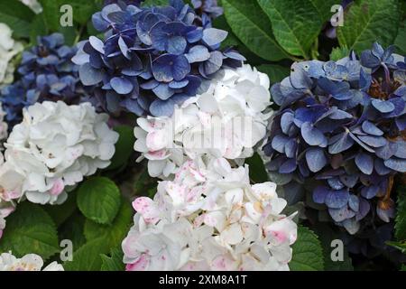 A combination of blue and white lacecap hydrangea flowers Stock Photo