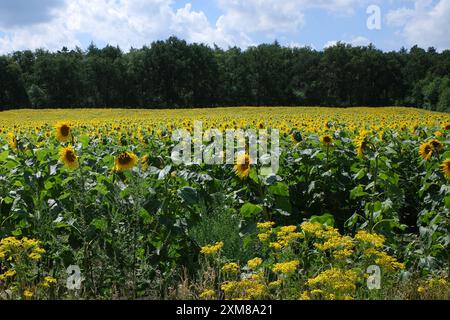 A field full of sunflowers has been planted at the edge of a forest. Jacobaea vulgaris grows in front of the sunflowers Stock Photo