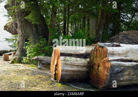 Massive logs lying in front of a massive tree by the seaside near Ketchikan, Alaska Stock Photo