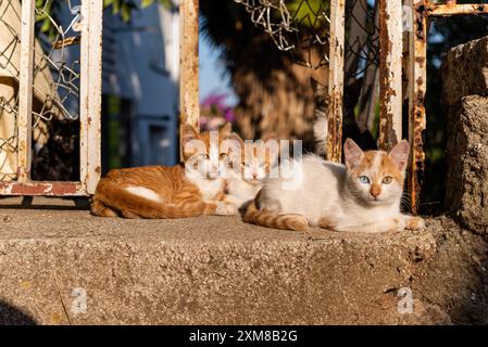 little kitten, red cat. homeless animal. ginger cat. Close-up. the muzzle of a beautiful fluffy cat. yellow eyes look to the side. domestic animals, o Stock Photo