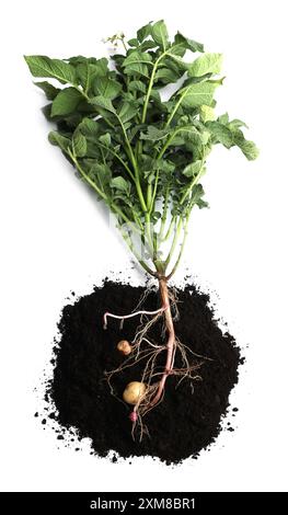 Potato plant with tubers and soil isolated on white, top view Stock Photo