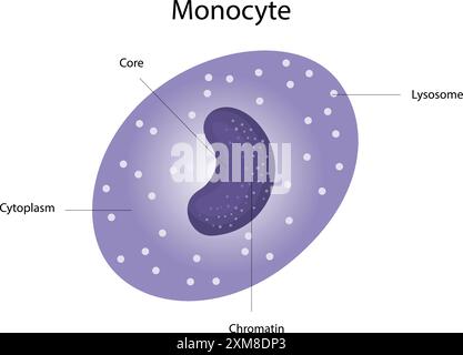 Api Monocyte The structure of the monocyte and macrophage. White blood cell immunity ...