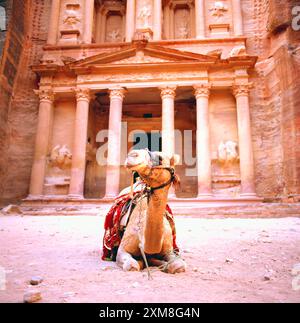 Spectacular view of two beautiful camels in front of Al Khazneh (The Treasury) at Petra. Petra is a historical and archaeological city in southern Jor Stock Photo