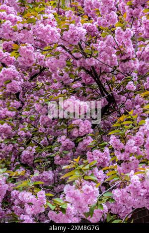 Pink Cherry Blossoms in the spring in New York City Stock Photo