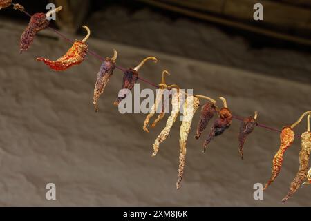 Dried peppers strung on a string. Stock Photo