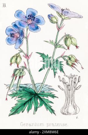 19th c. hand-tinted botanical illustration of Geranium pratense / Meadow Cranesbill in Field Botanist's Companion, Thomas Moore [1862]. Medicinal. Stock Photo