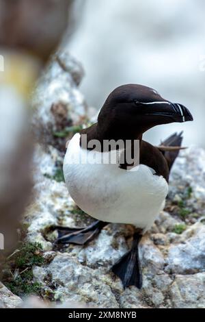 The Razorbill, native to the North Atlantic, is known for its distinctive black and white plumage and sharp bill. It feeds on fish and crustaceans, ne Stock Photo