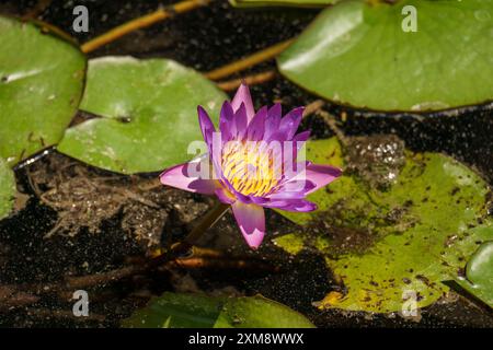 Waterlily in pond water. Water lily. White water lily. Water lily in summer pond Stock Photo