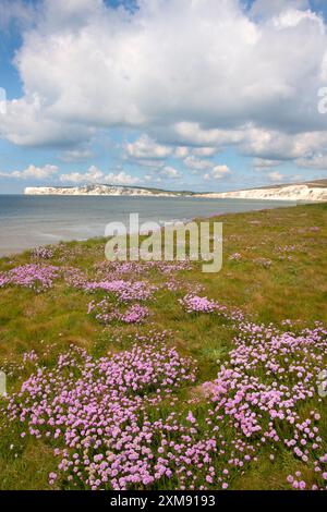 Carpets of purple thrift covering Compton and Freshwater Bay cliffs, Isle of Wight, England Stock Photo