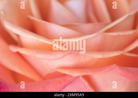 The soft and dreamy petals of an orange rose in shades of pink and peach. Stock Photo