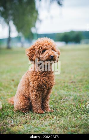 Miniature Poodle Stock Photo
