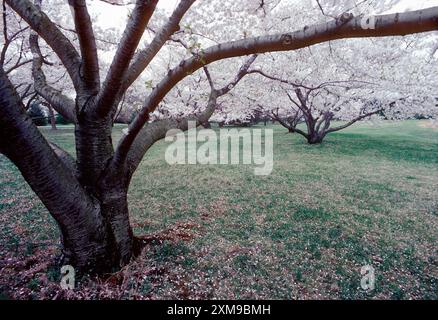 Cherry Trees in full springtime bloom; Tyler Arboretum; Lima; Pennsylvania; USA Stock Photo