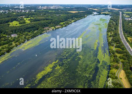 Luftbild, Kemnader Stausee mit Elodea, Wasserpest, Algenblüte, Segelboote und Stand-Up Paddeler, Witten, Nordrhein-Westfalen, Deutschland ACHTUNGxMINDESTHONORARx60xEURO *** Aerial view, Kemnader reservoir with elodea, waterweed, algae bloom, sailboats and stand up paddlers, Witten, North Rhine-Westphalia, Germany ATTENTIONxMINDESTHONORARx60xEURO Stock Photo