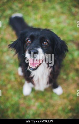 Mixed breed dog Stock Photo