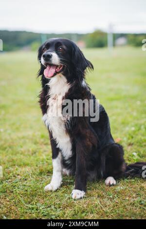 Mixed breed dog Stock Photo