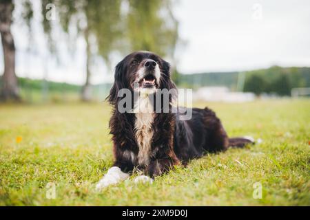 Mixed breed dog Stock Photo