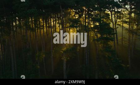 Forest Road Under Sunset Sunbeams. Lane Running Through The Autumn Deciduous Forest At Dawn Or Sunrise. Toned Instant Photo Stock Photo