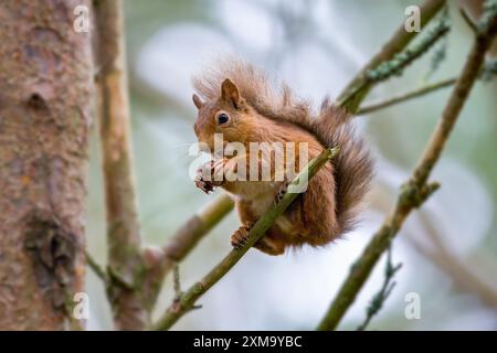 Eurasian red squirrel (Sciurus vulgaris) perching on a branch holding a nut. Although common in much of Europe and Central Asia, in the UK the red squirrel is rare and confined to small areas of Scotland, due to the loss of habitat from the larger grey squirrel. The red squirrel is an arboreal and mainly herbivorous rodent. Stock Photo