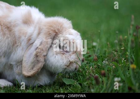 Ram rabbit (Oryctolagus cuniculus), floppy ears, portrait, meadow, The rabbit savours the fresh grass in the meadow Stock Photo