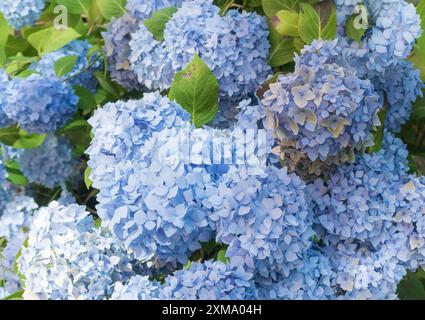 Bigleaf hydrangea (Hydrangea macrophylla), also known as garden hydrangea, flowering hydrangea, blue and purple flowers and green leaves, hydrangea Stock Photo