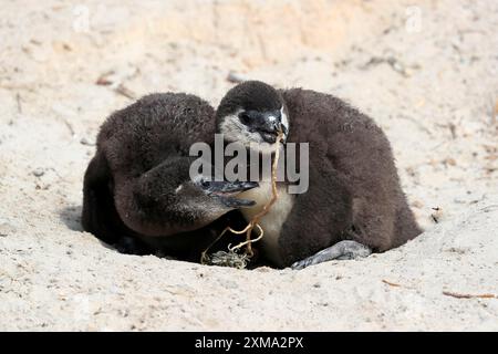 Two African Penguin Chicks (spheniscus Demersus) On Boulders Beach Near 