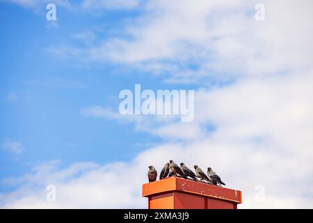 Flock of Jackdaw (Coloeus monedula) birds perched on a chimney against the sky Stock Photo