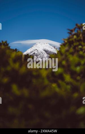 A snow-covered mountain peak visible through trees in the foreground, Mount Taranaki, New Zealand Stock Photo