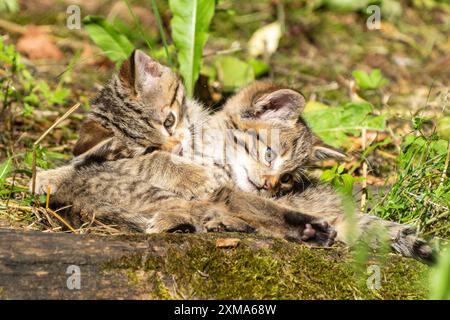 Two kittens playing and cuddling in the sunny forest on mossy ground, surrounded by grass, wildcat (Felis silvestris), kittens, Germany Stock Photo