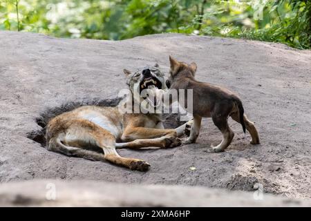 A young actively playing with a lying wolf while it opens its mouth, European grey gray wolf (Canis lupus), Germany Stock Photo