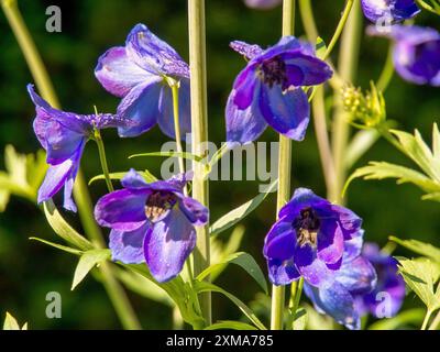 Close-up of blue delphinium flowers surrounded by green stems and leaves in a garden, Borken, muensterland, germany Stock Photo