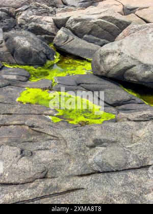 Green algae growing on rocks at York Maine Stock Photo