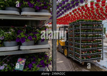 Horticultural business, greenhouse, flowers, various types, are loaded onto a lorry for a customer, Straelen, North Rhine-Westphalia, Germany Stock Photo