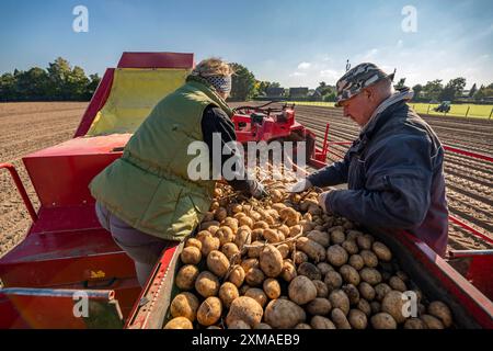 Potato harvesting, so-called split harvesting method, first the tubers are taken out of the ground, with a potato harvester, windrowing, Potato Stock Photo