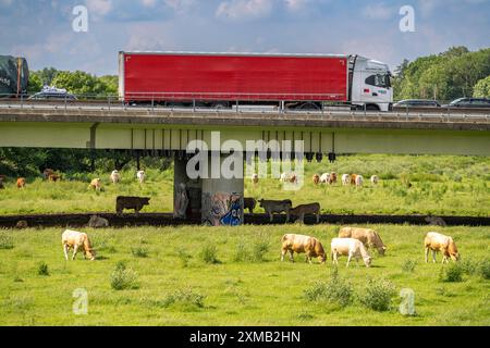 Lorry on the A40 motorway, bridge over the Ruhr and Styrumer Ruhrauen, herd of cattle, dairy cows grazing, Muelheim an der Ruhr, North Stock Photo