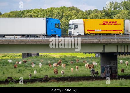 Lorry on the A40 motorway, bridge over the Ruhr and Styrumer Ruhrauen, herd of cattle, dairy cows grazing, Muelheim an der Ruhr, North Stock Photo