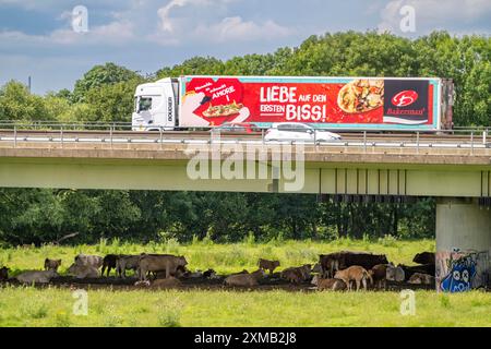 Lorry on the A40 motorway, bridge over the Ruhr and Styrumer Ruhrauen, herd of cattle, dairy cows grazing, Muelheim an der Ruhr, North Stock Photo