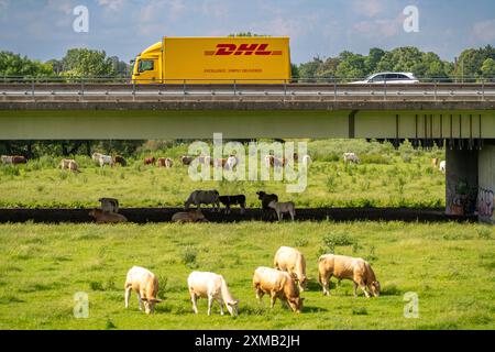 Lorry on the A40 motorway, bridge over the Ruhr and Styrumer Ruhrauen, herd of cattle, dairy cows grazing, Muelheim an der Ruhr, North Stock Photo