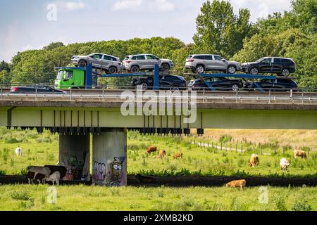 Lorry on the A40 motorway, bridge over the Ruhr and Styrumer Ruhrauen, herd of cattle, dairy cows grazing, Muelheim an der Ruhr, North Stock Photo